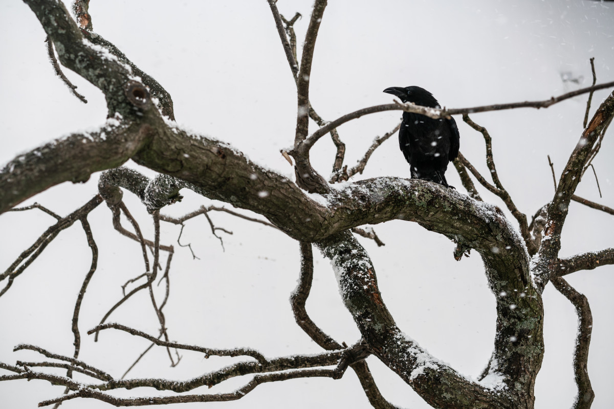 Фотография  для Сущность