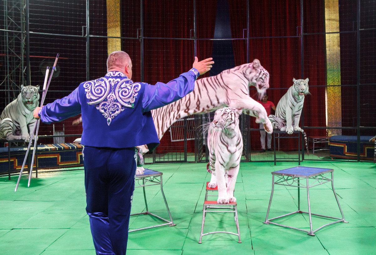 Фотография  для Цирк-шапито «Максимус»