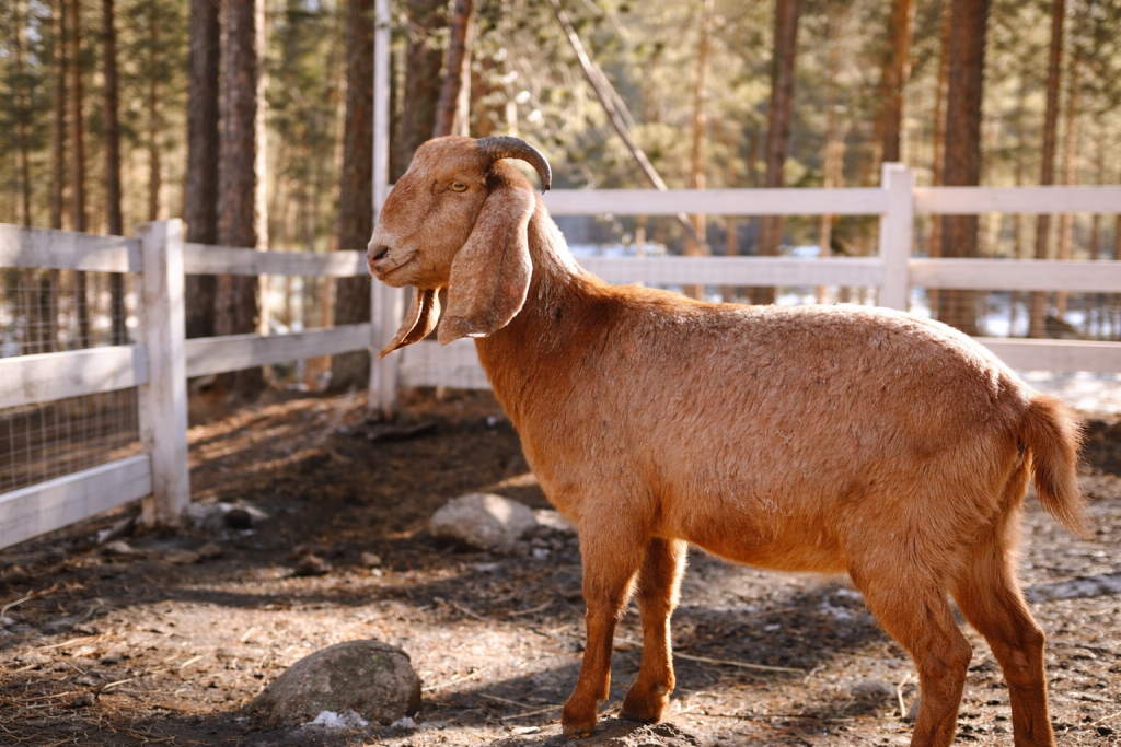 Фотография  для Парк альпак «Симба»