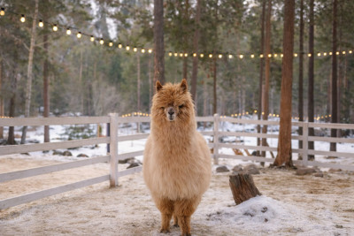 Парк альпак «Симба»