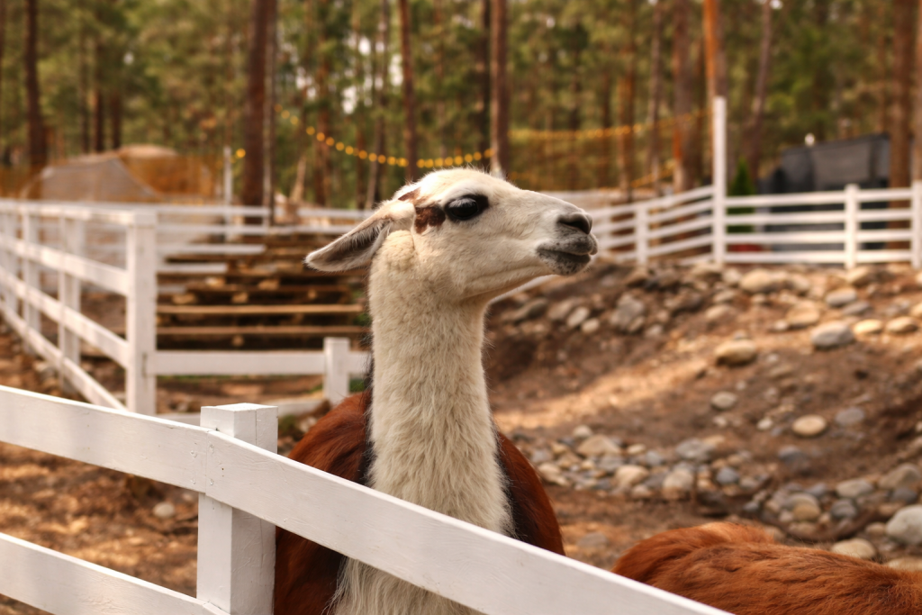 Фотография  для Парк альпак «Симба»