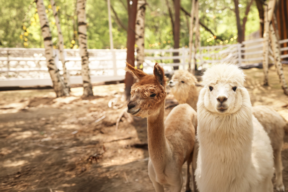 Фотография  для Парк альпак «Симба»