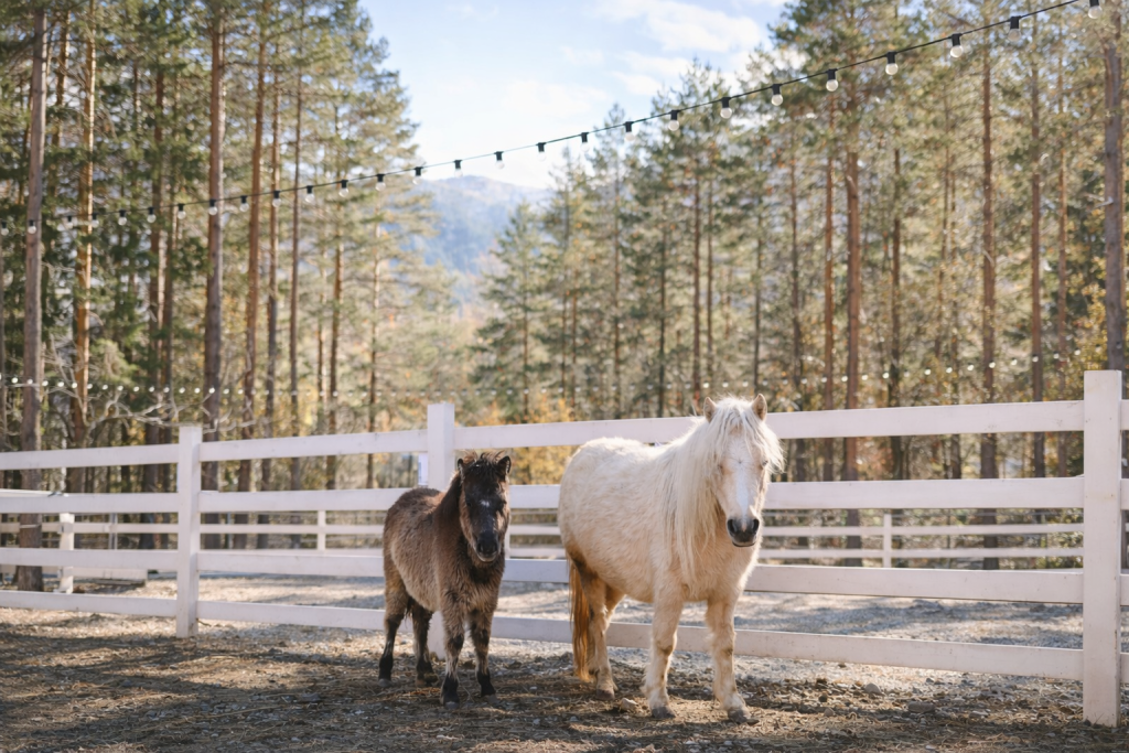 Фотография  для Парк альпак «Симба»