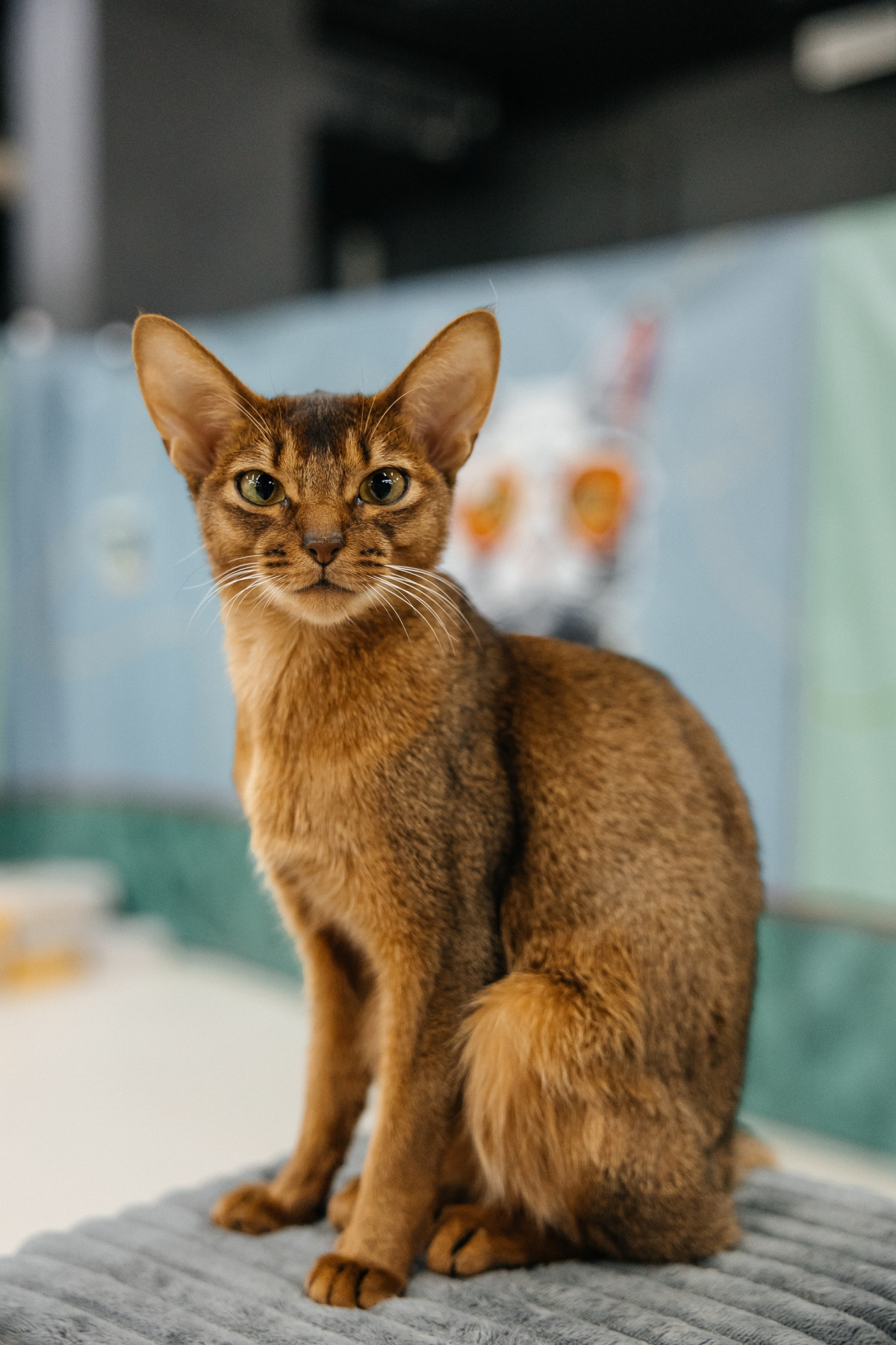 Фотография  для Мурфест