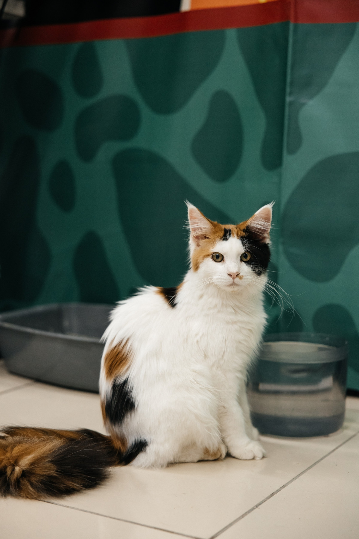 Фотография  для Мурфест