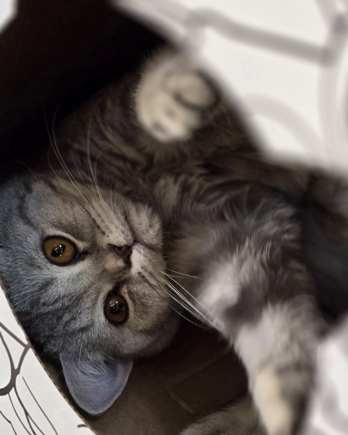 Фотография  для Мурфест