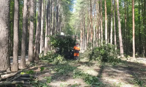 Власти Уфы заберут участок лесничества для строительства мостов