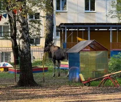 Перепрыгнул через забор: лось ворвался в детский сад в Уфе