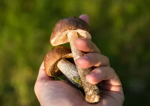 «Тихая охота»: Минздрав Башкирии предупредил об опасности грибных отравлений