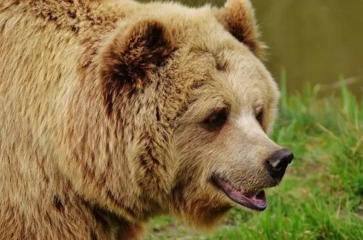 Названа причина резкого роста численности диких животных в Башкирии