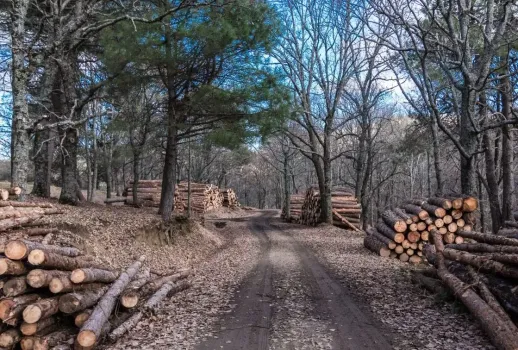 Нелегальная работа на пилорамах Башкирии привела к трагедиям