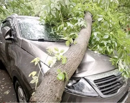 Нашел управу над управляющей компанией: уфимец получил компенсацию за упавшее на машину дерево