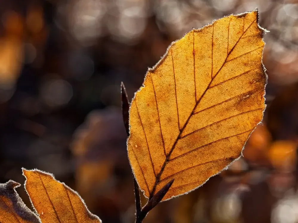 Фото: pxhere.com