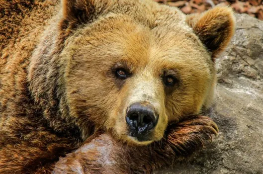 Осторожно, медведи: жители села в Башкирии боятся ходить по улицам