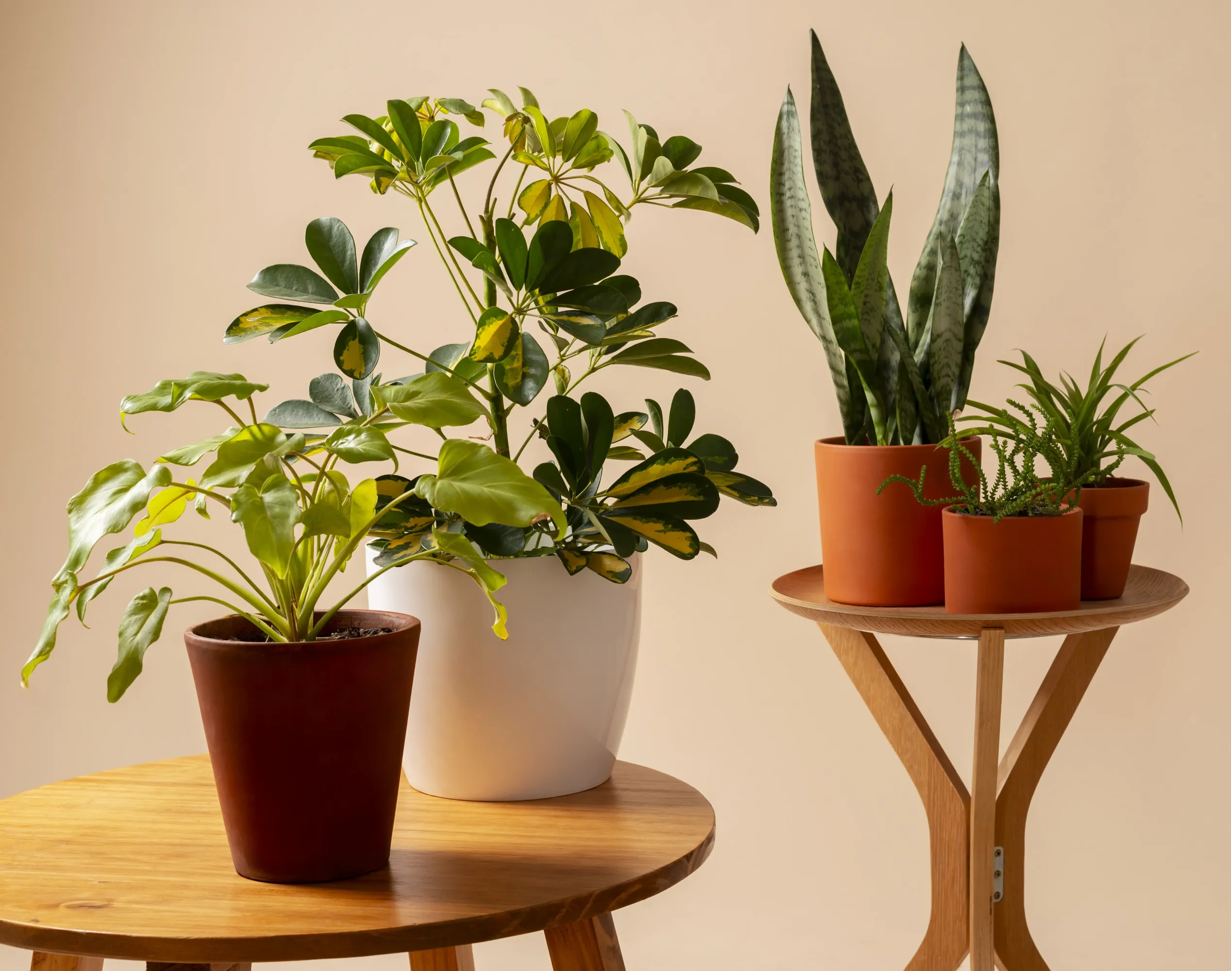 Насекомые-вредители их ненавидят: топ-3 пряностей на страже здоровья ваших р