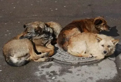 Мэр Уфы раскритиковал администрацию Калининского района за бездомных животных