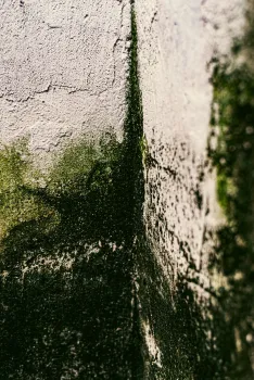 В погребе слишком влажно? Ваш урожай под угрозой: 3 способа быстро осушить воздух