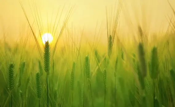 На 20 миллионов больше: власти Башкирии нарастили поддержку аграриев