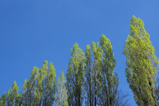 Эти 5 деревьев уничтожают все живое: высадите их на своем участке — и можете попрощаться с урожаем