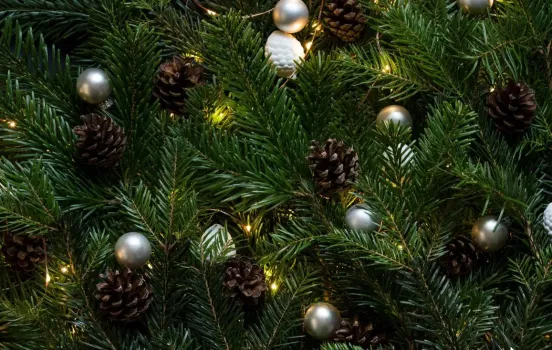 Башкирия поставила в другие регионы более 18 тысяч новогодних елей