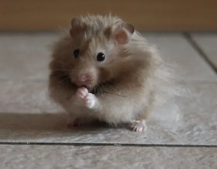 Фото: pxhere.com