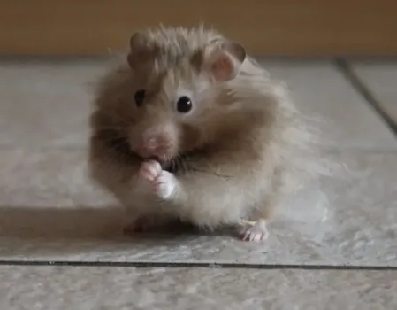 Мышиная лихорадка в Башкирии: медики озвучили печальную статистику заболеваемости