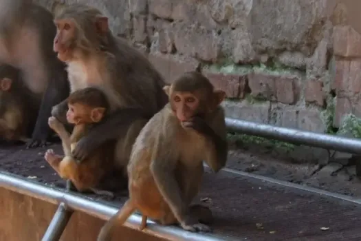 Экзотическое животное напало на жителя Башкирии за рубежом: только дома понял, что нуждается в помощи