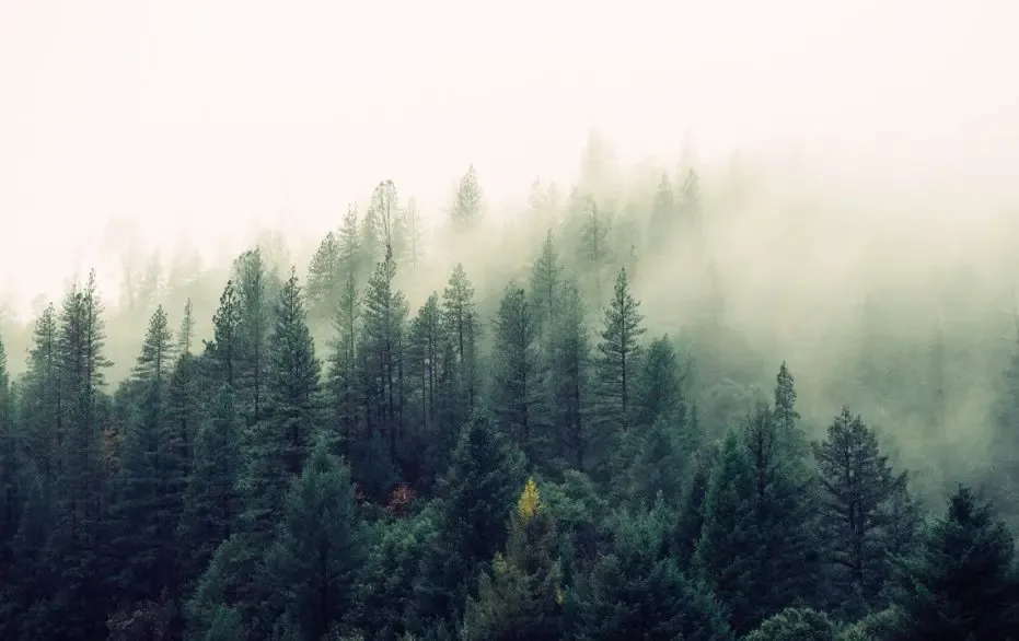 Фото: pxhere.com