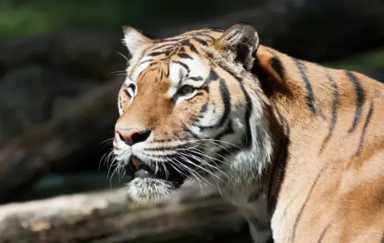 Животных содержат в условиях антисанитарии: прокуратура проверяет уфимский зоопарк