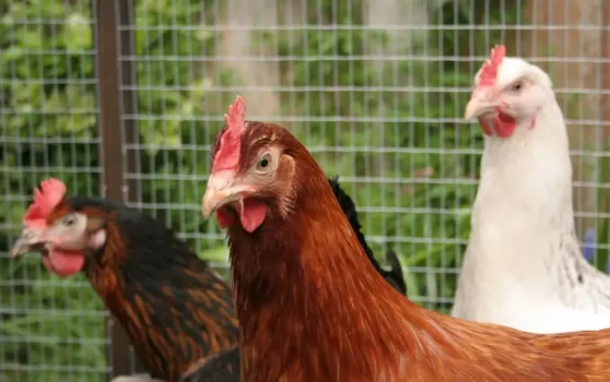 Более 100 миллиардов рублей: десятки крупных инвестпроектов реализует АПК Башкирии