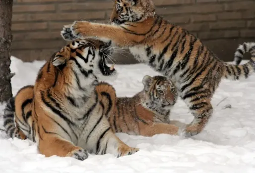 Условия содержания тигров и львов признали ненадлежащими: Прокуратура выявила нарушения в заброшенном зоопарке «Саванна» в Уфе