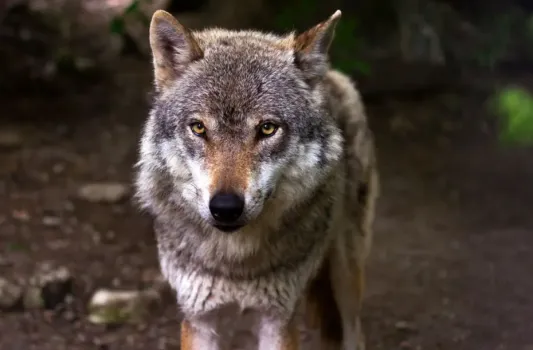 Съели почти всех собак: волки оккупировали башкирский город