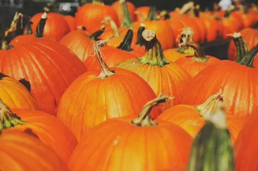 1 простой секрет — и тыква-гигант у вас в огороде: не прополка и не полив — соседи обзавидуются