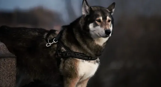 Башкирские парламентарии предложили приравнять некоторых собак к источникам повышенной опасности: законопроект внесли в Госдуму