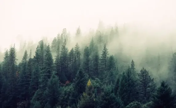 В Уфе массово вырубают заболевшие деревья из-за опасного вредителя