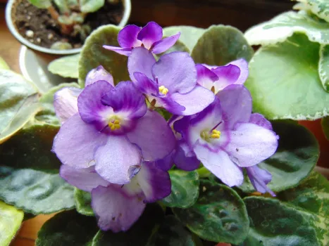 Фиалка в темнице: 4 признака того, что растение страдает по солнцу — цветы будут купаться в лучах