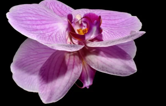 Аромат ванили и шоколада: в Уфе расцвела редкая орхидея