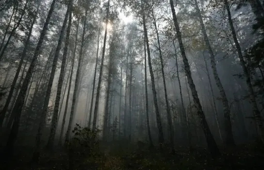 Пропала в лесу: в Уфе разыскивают женщину