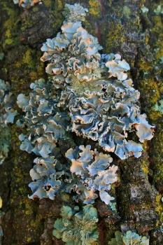 Яблоня припудрилась? Как избавиться от серого лишайника — и помочь дереву задышать: 2 безопасных способа очистки