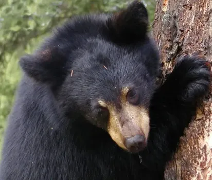 На жителя Башкирии напал медвежонок: чем закончилась встреча с маленьким хищником