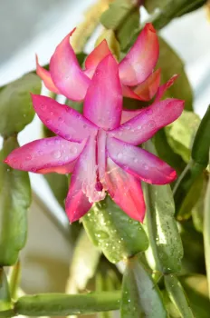 Уютная зима для декабриста — не мечта, а реальность: вот что нужно сделать для роскошного цветения