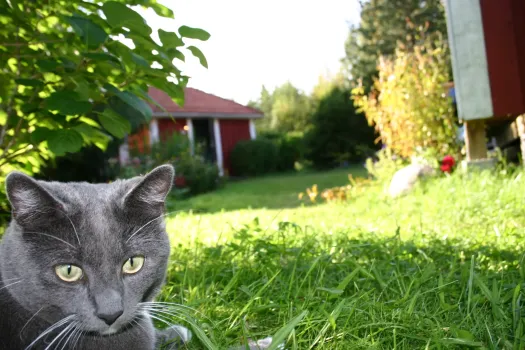 Полноценный огород на одной сотке: совместные посадки — «за» или «против»? Мнение экспертов
