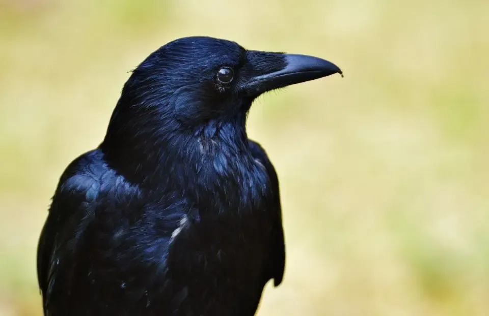 Фото: pxhere.com