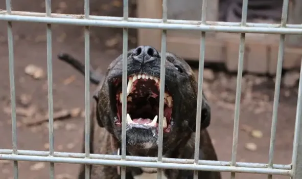 Американский булли напал на ребенка и едва не растерзал: что известно о происшествии