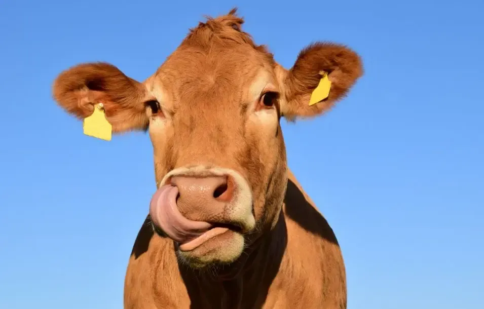 Фото: pxhere.com