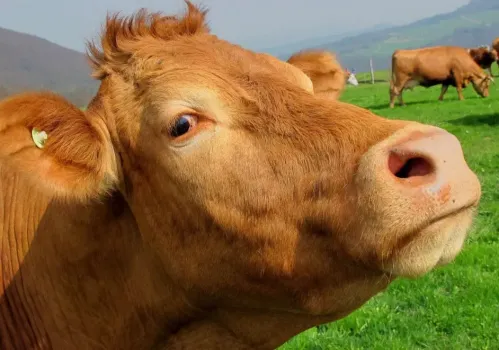 Фермер заботливо отмыл купюры: в Башкирии нашелся владелец портмоне, извлеченного из желудка коровы