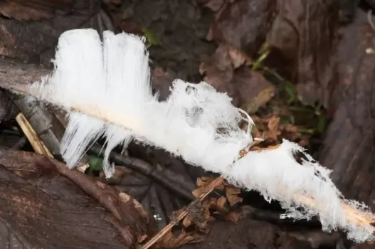 «Волосатый лед» на гнилой древесине: редкое природное явление зафиксировали в Башкирии