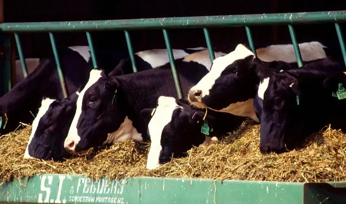 Фото: pxhere.com