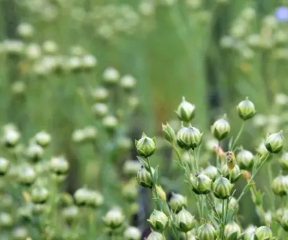 Башкирия отправила очередную партию льна в Китай