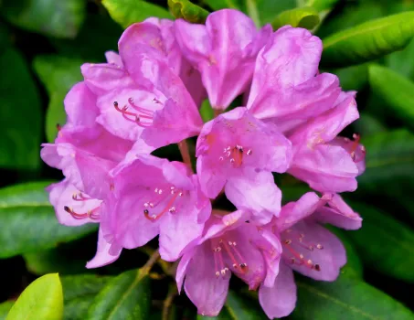 4 ошибки &mdash; и азалия останется без цветков: как добиться долгого цветения &mdash; лайфхак